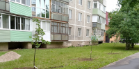 Молодые липы посадили во втором микрорайоне Зарайска - Regions.Ru