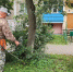 Регулярное скашивание травы продолжат в микрорайонах Зарайска - Regions.Ru